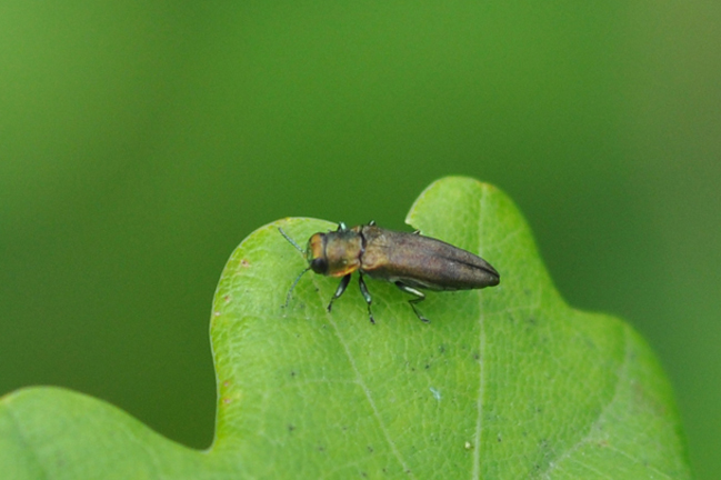 Agrilus sp.